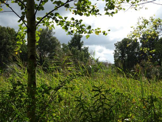Natuur-reservaat Ooijpolder-De Vlietberg Nijmegen